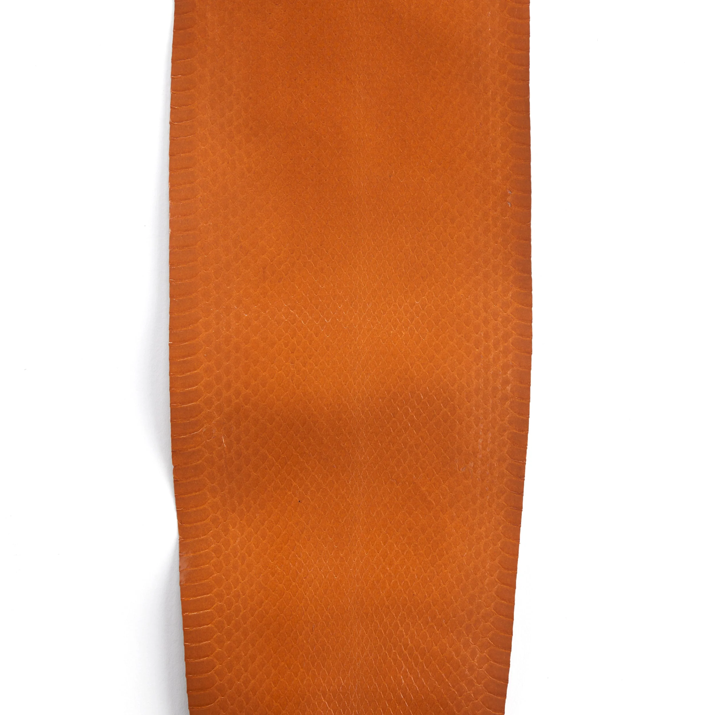 Whipsnake Skin - FINAL SALE - Image 5