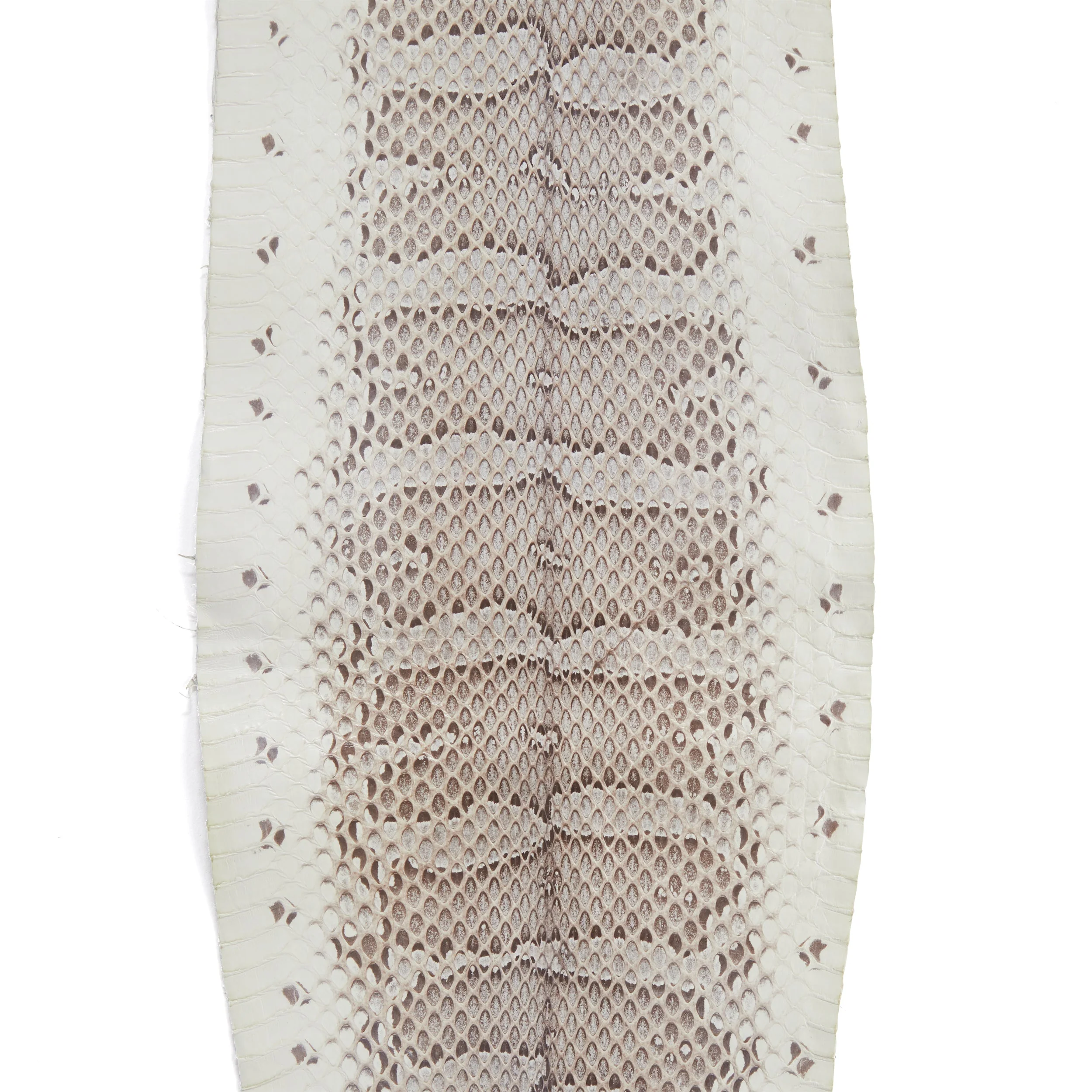 Whipsnake Skin - FINAL SALE - Image 6